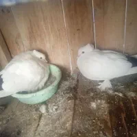 نروماده دم سیاه۸تا|پرنده|قم, دورشهر|دیوار