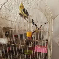 عروس هلندی دو جفت