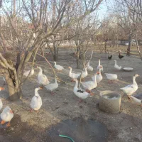 قو غاز اکراینی