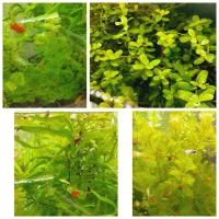 انواع ماهی گوپی مولد5تومن|ماهی|اردبیل, |دیوار