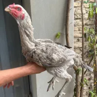 مرغ لاری درجه یک