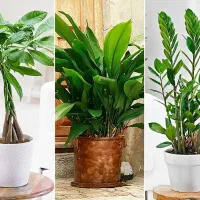 نگهداری گل و گیاه آپارتمان در لوکیشن شما با تماس|خدمات باغبانی و درختکاری|اراک, |دیوار