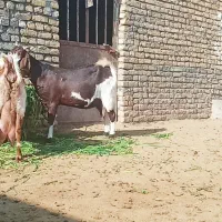 بز شیرا|حیوانات مزرعه|تربت‌حیدریه, پائین ولایت|دیوار