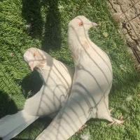 حیوون کاشون