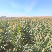 ذرت علوفه ای فروشی|حیوانات مزرعه|باشتین, |دیوار