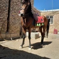 اسب|اسب و تجهیزات اسب‌سواری|اراک, |دیوار