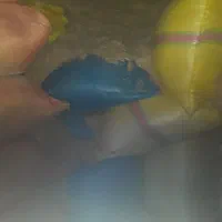 کاه سامان درجه یک