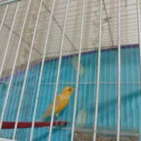 قناری نر پرتقالی و سبز دارچینی|پرنده|تربتحیدریه, بالا ولایت|دیوار