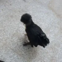 مرغ و خروس سلطان|حیوانات مزرعه|یزد, |دیوار