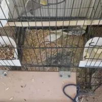 طوطی عروس هلندی|پرنده|آمل, |دیوار