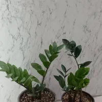 حراج زامفولیا