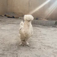 مرغ سلطان تخم گزار ۱۱ ماهه