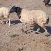 یک عددمیش جوان