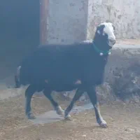 قوچ قره چال