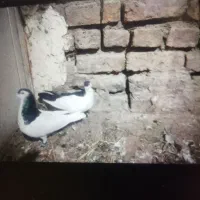 کبوتر رنگه جفتگاه پرشی|پرنده|چناران, |دیوار