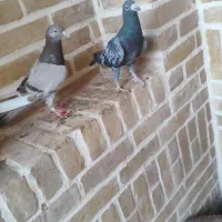 چند عدد کفتر درجه یک|پرنده|اردکان, |دیوار