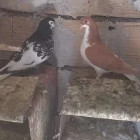 سلام یک جفت چپ نرو ماده ماده زرد و نر سیاه
