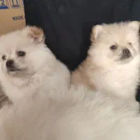 توله پامر|سگ|حاجی آباد, |دیوار