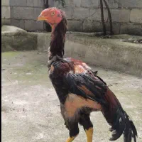 خروس لاری
