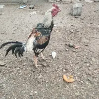 خروس لاری اصیل