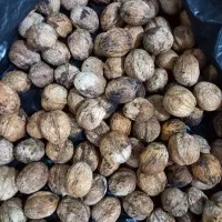 گردو محلی بادام مغز داره