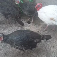 بوقلمون|حیوانات مزرعه|بندر دیر, |دیوار