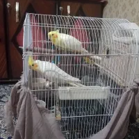 یک جفت عروس هلندی نرو ماده