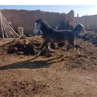 اسب|اسب و تجهیزات اسب‌سواری|قیدار, |دیوار