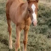 اسب پیدا شده