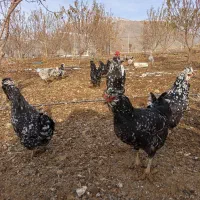 فروش مرغ و خروس گلین بدون پر رنگی|حیوانات مزرعه|فارسان, |دیوار