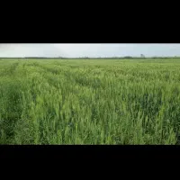 کود مایع ارگانیک (مخصوص زمین های از بین رفته)