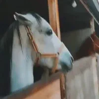 باشگاه سوارکاری|اسب و تجهیزات اسب‌سواری|قزوین, |دیوار