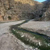 بره شیری نر دوتا