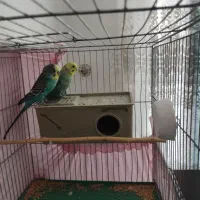 یک جفت مرغ عشق