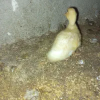 اردک یک ماهه و7جوجه غاز