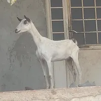 کهرماده دوقلوزا شیرخوار بازیگوش ۲عددبز صلاله محلی|حیوانات مزرعه|بندرعباس, |دیوار