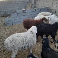 بره.بزغاله.میش چاق فروشی|حیوانات مزرعه|سده (خراسان جنوبی), |دیوار