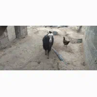 بز فروشی|حیوانات مزرعه|ثلاث باباجانی, |دیوار