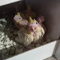 جوجه عروس هلندی|پرنده|بیرجند, |دیوار