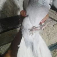 کبوتر|پرنده|مرودشت, نقش رستم|دیوار