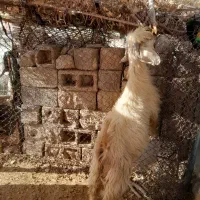 بزغاله نر