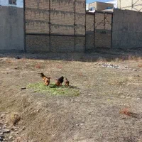 فروش-زمین-فرهنگیان-20-متری-آزاده