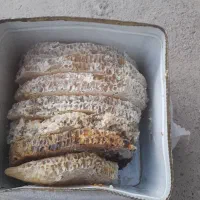 عسل طبیعی|خوردنی و آشامیدنی|محمدبار, |دیوار