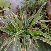 ماداگاسکار بزرگ و سه گل گندمی مخروطی|گل و گیاه طبیعی|ارومیه, |دیوار