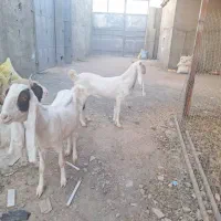 بزها اصفهان هستن