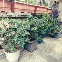 فروش شمشاد و نهال