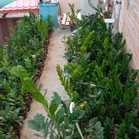 فروش تعداد محدود زاموفیلیا