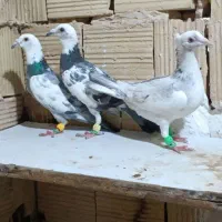 5تانربافیلم پرش دانه700تهش تکی نیس نروماده 2500تهش