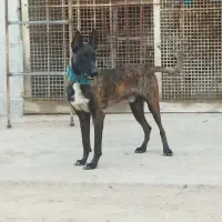 سگ مالینیوز|سگ|بندرعباس, |دیوار