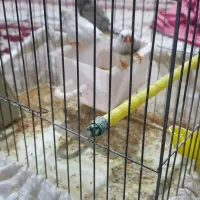 فنچ.|پرنده|تهران, زعفرانیه|دیوار